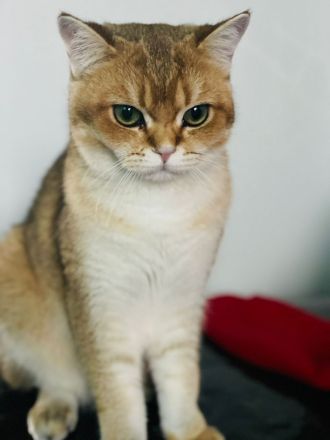 Deckkater bkh Black Golden Shaded