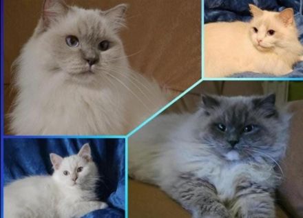 Ragdoll von Horadolls