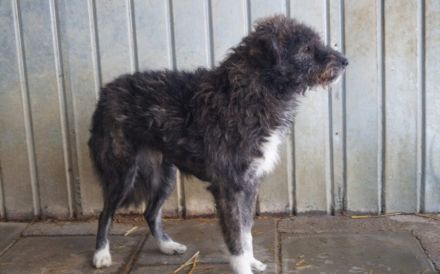 Spielfreudiger Cisco sucht seinen Herzensmenschen