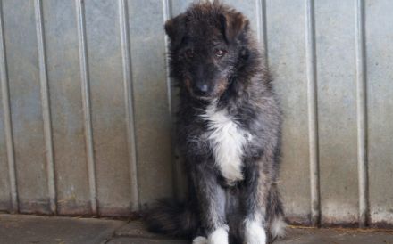 Spielfreudiger Cisco sucht seinen Herzensmenschen