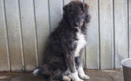 Spielfreudiger Cisco sucht seinen Herzensmenschen