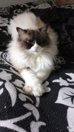 Suche Ragdollmädl / Kitten blue point