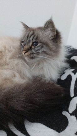 Suche Ragdollmädl / Kitten blue point