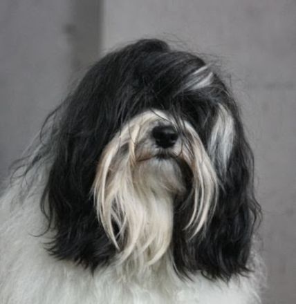 Wurfplanung Löwchenwelpen/Planned puppies