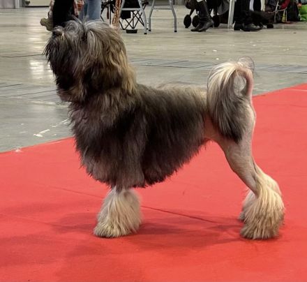 Wurfplanung Löwchenwelpen/Planned puppies