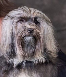 Wurfplanung Löwchenwelpen/Planned puppies