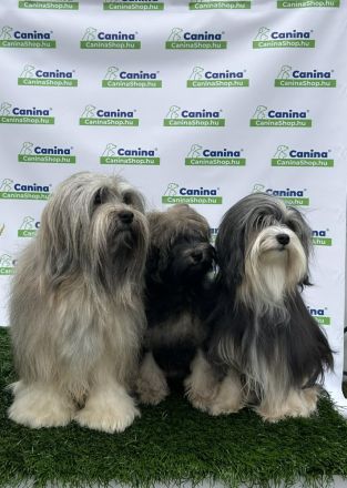 Wurfplanung Löwchenwelpen/Planned puppies