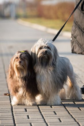Wurfplanung Löwchenwelpen/Planned puppies