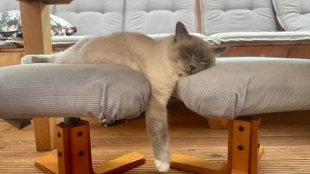 Heilige Birma Deckkater