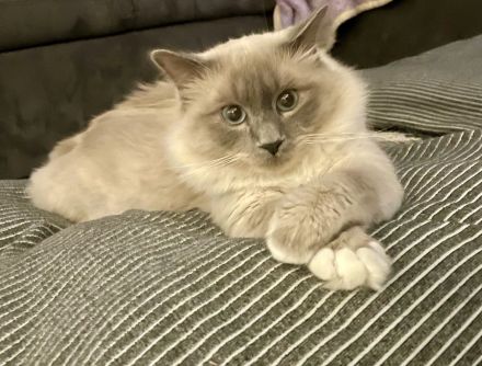 Heilige Birma Deckkater