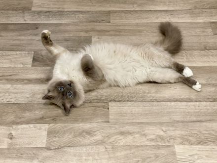 Heilige Birma Deckkater (kein Verkauf)