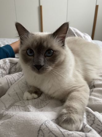 Heilige Birma Deckkater