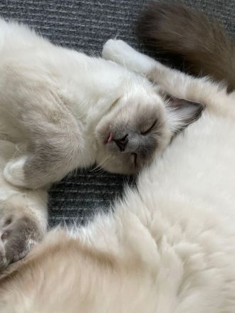 Heilige Birma Deckkater