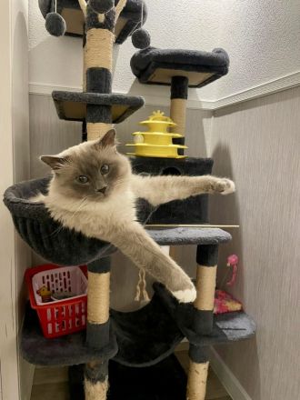 Heilige Birma Deckkater