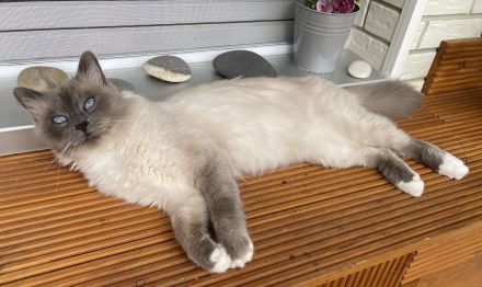 Heilige Birma Deckkater