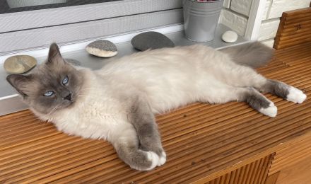 Heilige Birma Deckkater