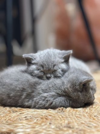 BKH Kitten zu Verkaufen