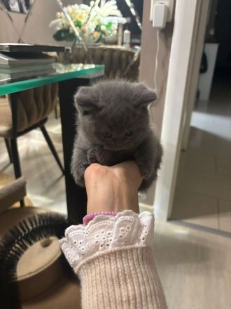 BKH Kitten zu Verkaufen