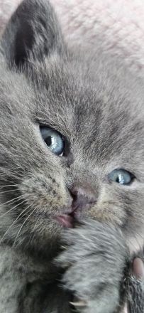 BKH Kitten zu Verkaufen