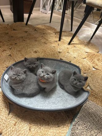 BKH Kitten zu Verkaufen