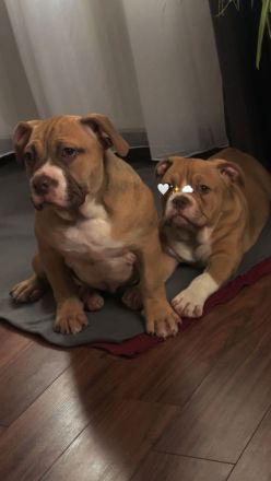 American Bully weiblichen