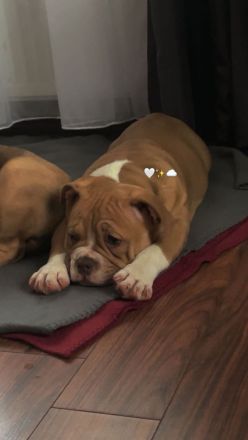 American Bully weiblichen