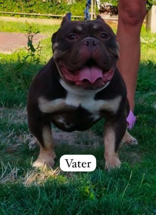 American Bully weiblichen
