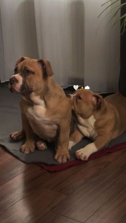 American Bully weiblichen