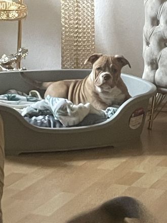 American Bully weiblichen