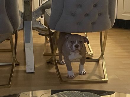 American Bully weiblichen