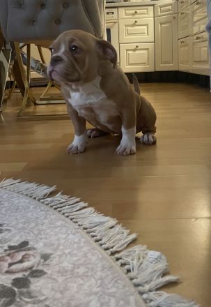 American Bully weiblichen