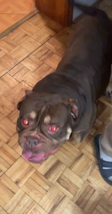 American Bully weiblichen