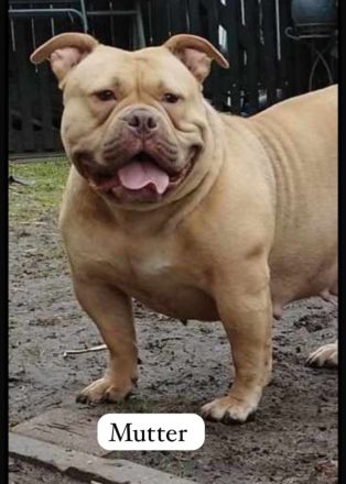 American Bully weiblichen
