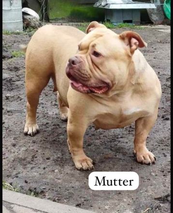 American Bully weiblichen