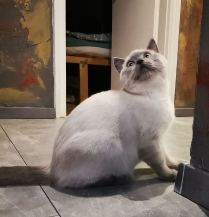BKH - Hallo Welt! Ich bin der Letzte aus dem Körbchen... suchst du mich? 🐾
