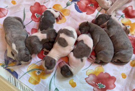 WHIPPET - 4 Mädels und 3 Buben geboren am 2. März