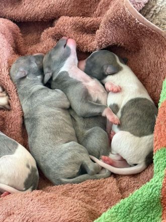 WHIPPET - 4 Mädels und 3 Buben geboren am 2. März