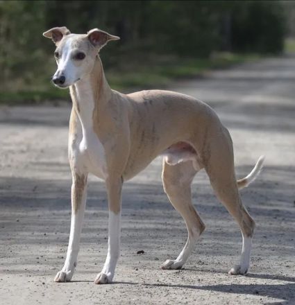 WHIPPET - 4 Mädels und 3 Buben geboren am 2. März