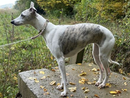 WHIPPET - 4 Mädels und 3 Buben geboren am 2. März