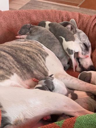WHIPPET - 4 Mädels und 3 Buben geboren am 2. März