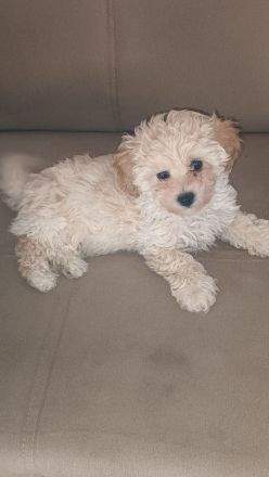 Maltipoo welpen (Rüde)