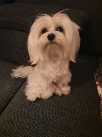 Maltipoo welpen (Rüde)