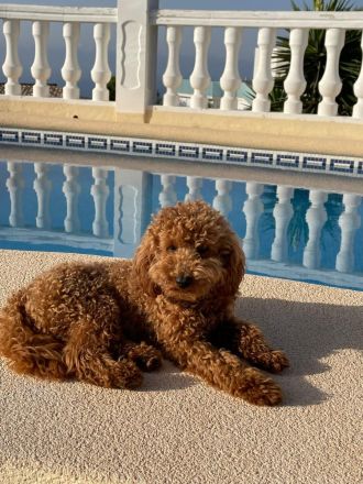 Maltipoo welpen (Rüde)