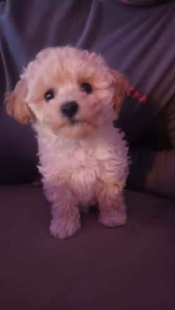 Maltipoo welpen (Rüde)