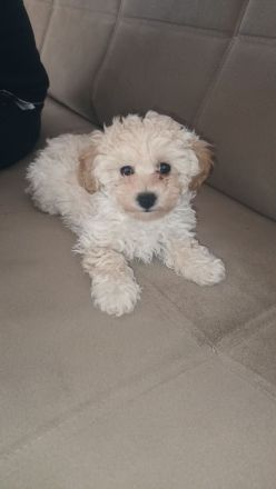 Maltipoo welpen (Rüde)