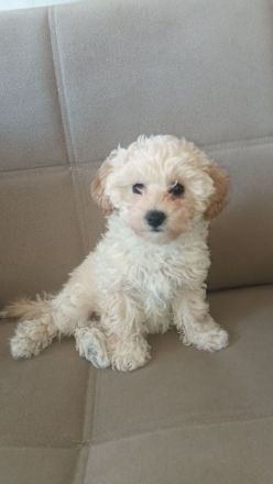 Maltipoo welpen (Rüde)