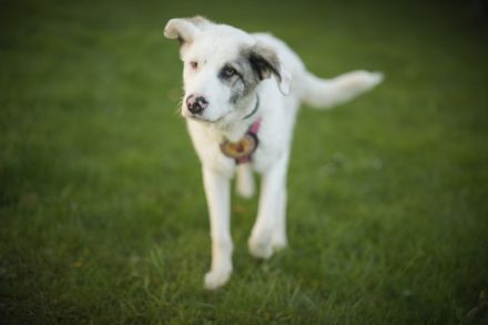 Wer schenkt Tapio ein Zuhause?