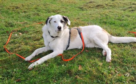 Wer schenkt Tapio ein Zuhause?