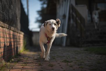 Wer schenkt Tapio ein Zuhause?