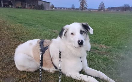 Wer schenkt Tapio ein Zuhause?